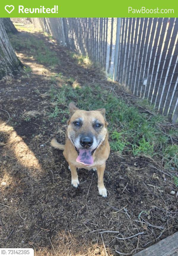 Reunited Female Dog last seen Coyle, Carmichael, CA 95841