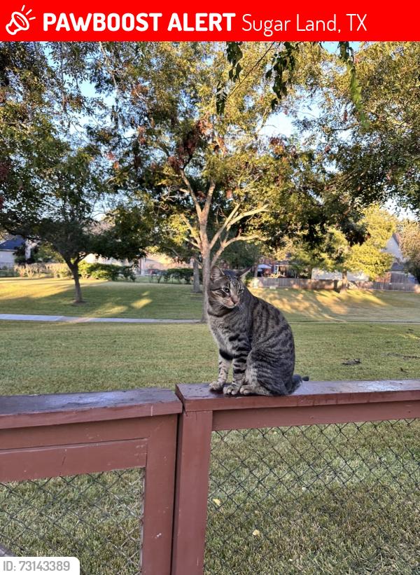 Lost Male Cat last seen Our backyard, Sugar Land, TX 77479