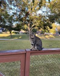 Lost Male Cat last seen Our backyard, Sugar Land, TX 77479