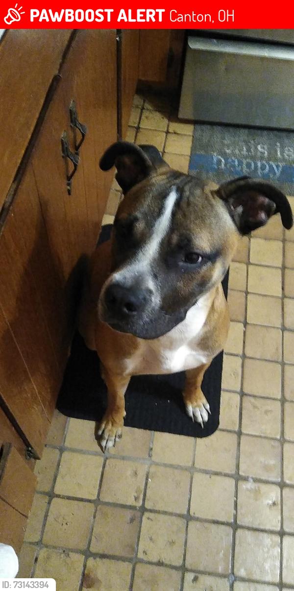 Lost Male Dog last seen Gibbs Ave, Canton, OH 44705