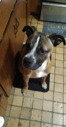 Lost Male Dog last seen Gibbs Ave, Canton, OH 44705