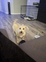 Reunited Female Dog last seen Near, North Las Vegas, NV 89032