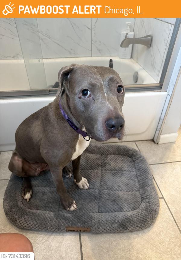 Found/Stray Female Dog last seen 21st and Allport, Chicago, IL 60608