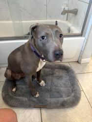 Found/Stray Female Dog last seen 21st and Allport, Chicago, IL 60608