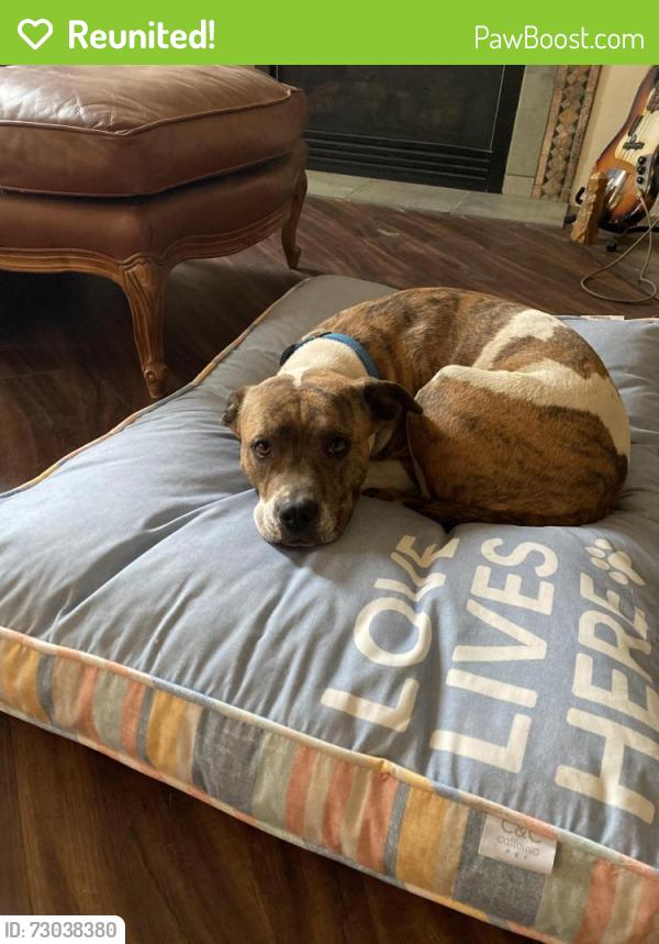 Reunited Female Dog last seen S Country Club Rd and E 30th St, Tucson, AZ 85713