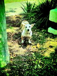 Found/Stray Female Dog last seen Near Torrance blvd, Torrance, CA 90503