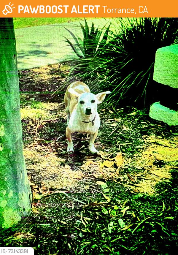 Found/Stray Female Dog last seen Near Torrance blvd, Torrance, CA 90503