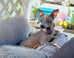 Lost Female Dog last seen Lodgeveiw and kelly Ridge rd near Lake Oroville, Kelly Ridge, CA 95966