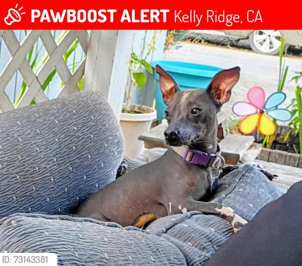 Lost Female Dog last seen Lodgeveiw and kelly Ridge rd near Lake Oroville, Kelly Ridge, CA 95966