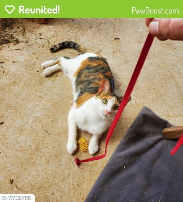 Reunited Female Cat last seen Near NE 85th St, Oklahoma City, OK 73114, USA, Oklahoma City, OK 73114