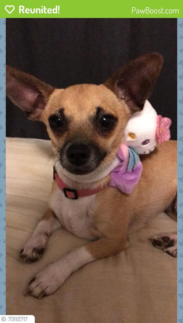 Reunited Female Dog last seen White bear Ava rabatz ave, Saint Paul, MN 55109