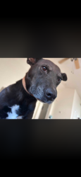Lost Female Dog last seen Canyon trails, Goodyear, AZ 85338