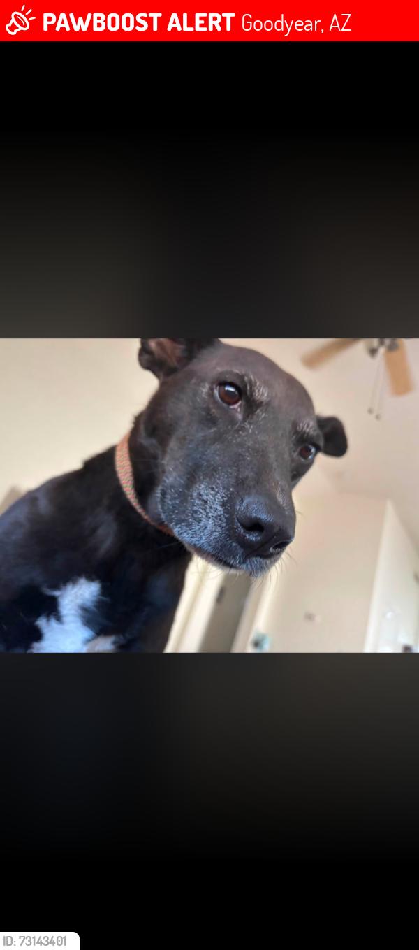Lost Female Dog last seen Canyon trails, Goodyear, AZ 85338