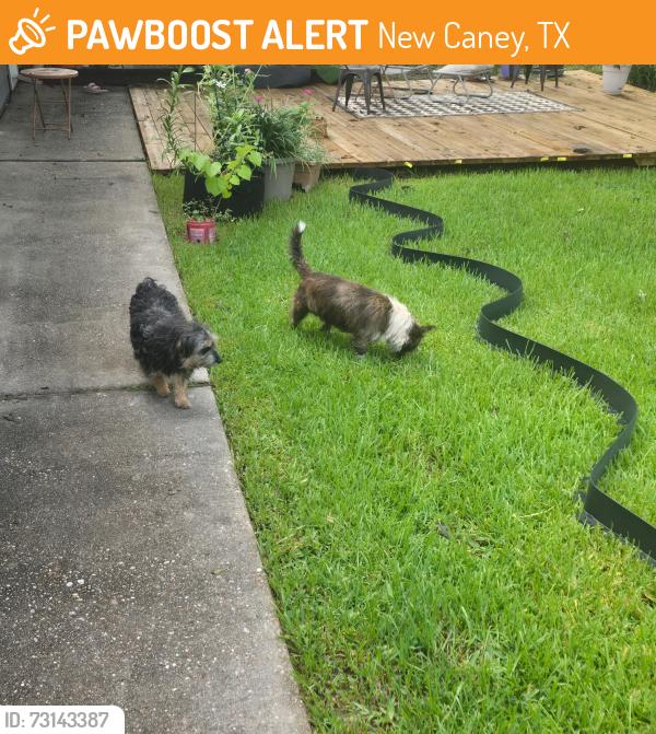 Found/Stray Unknown Dog last seen Cliffwood Drive & Yukon, New Caney, TX 77357