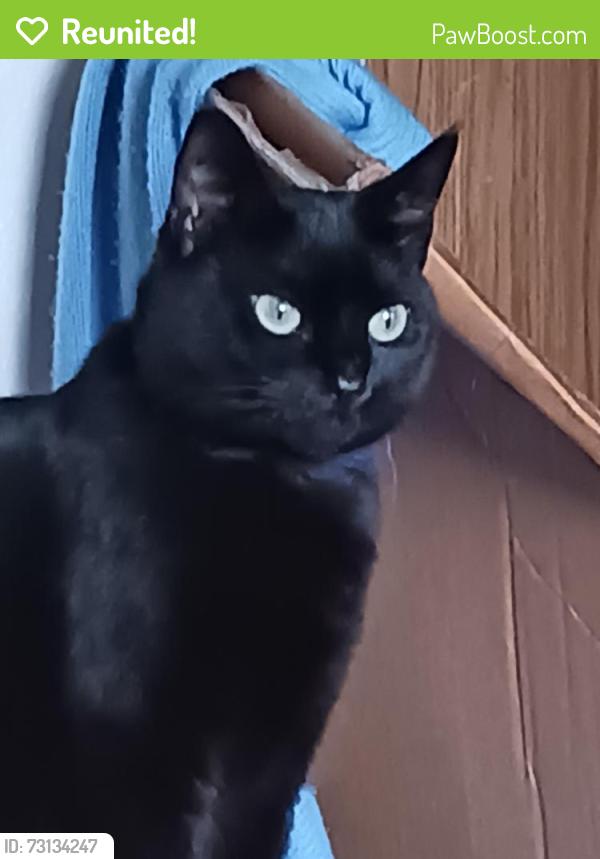 Reunited Female Cat last seen Near 78th Avenue SE, Olympia, WA 98501