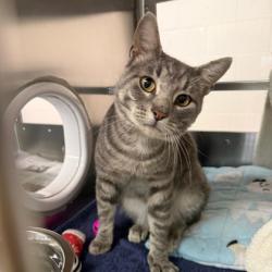 Shelter Stray Male Cat last seen Near blk. of Sunset Drive, Verona, City of, WI, 5132 Voges Rd, Madison, WI 53718, USA