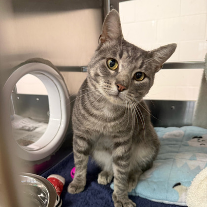 Shelter Stray Male Cat last seen Near blk. of Sunset Drive, Verona, City of, WI, 5132 Voges Rd, Madison, WI 53718, USA