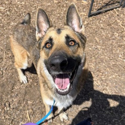 Shelter Stray Male Dog last seen Near MacArthur Blvd, Oakland, CA, 1101 29th Ave, Oakland, CA 94601, USA