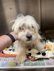 Shelter Stray Male Dog last seen 300-blk. Woodhaven Blvd., Duncanville, TX, 1150 E Pleasant Run Rd, Cedar Hill, TX 75104, USA