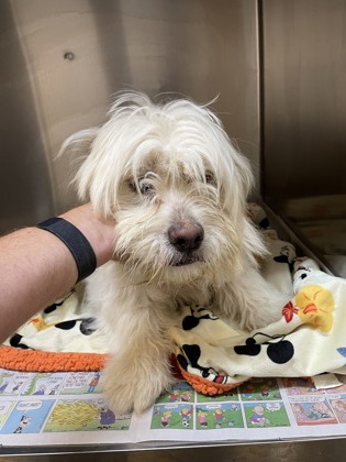 Shelter Stray Male Dog last seen 300-blk. Woodhaven Blvd., Duncanville, TX, 1150 E Pleasant Run Rd, Cedar Hill, TX 75104, USA