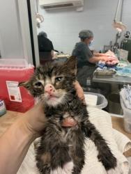 Shelter Stray Unknown Cat last seen Near Ernul Brick rd, Ernul,, 1639 Old Airport Rd, New Bern, NC 28562, USA