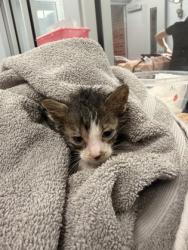 Shelter Stray Male Cat last seen Near Ernul Brick rd, Ernul,, 1639 Old Airport Rd, New Bern, NC 28562, USA
