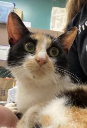 Shelter Stray Female Cat last seen Near Fountainview Ln, Fishers City, IN, 10501 Hague Rd, Fishers, IN 46038, USA