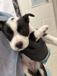 Shelter Stray Female Dog last seen Primter mall, City of Knoxville GP, TN, 3201 Division St, Knoxville, TN 37919, USA