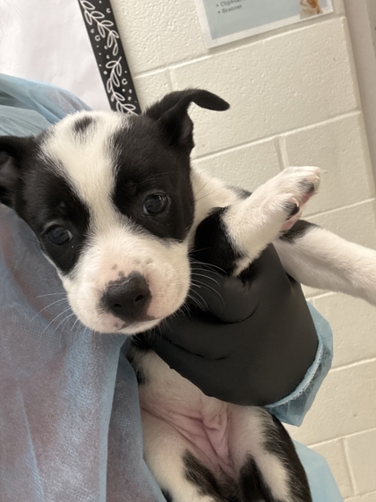 Shelter Stray Female Dog last seen Primter mall, City of Knoxville GP, TN, 3201 Division St, Knoxville, TN 37919, USA