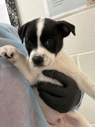 Shelter Stray Male Dog last seen Primter mall, City of Knoxville GP, TN, 3201 Division St, Knoxville, TN 37919, USA