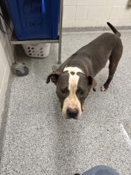 Shelter Stray Male Dog last seen Exeter Ave, City of Knoxville GP, TN, 3201 Division St, Knoxville, TN 37919, USA