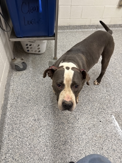 Shelter Stray Male Dog last seen Exeter Ave, City of Knoxville GP, TN, 3201 Division St, Knoxville, TN 37919, USA