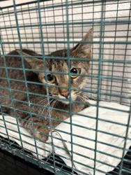 Shelter Stray Female Cat last seen Near block of Jefferson Ave, City of Knoxville GP, TN, 3201 Division St, Knoxville, TN 37919, USA