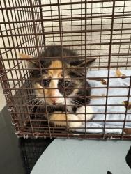 Shelter Stray Unknown Cat last seen Near block of Jefferson Ave, City of Knoxville GP, TN, 3201 Division St, Knoxville, TN 37919, USA