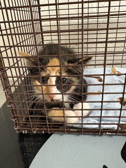 Shelter Stray Unknown Cat last seen Near block of Jefferson Ave, City of Knoxville GP, TN, 3201 Division St, Knoxville, TN 37919, USA