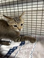 Shelter Stray Unknown Cat last seen Near block of Jefferson Ave, City of Knoxville GP, TN, 3201 Division St, Knoxville, TN 37919, USA