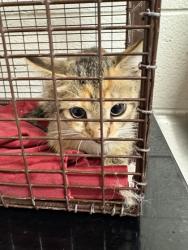 Shelter Stray Unknown Cat last seen Near block of Jefferson Ave, City of Knoxville GP, TN, 3201 Division St, Knoxville, TN 37919, USA