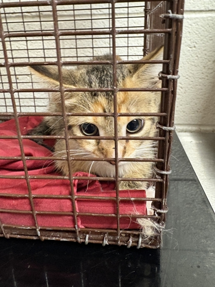 Shelter Stray Unknown Cat last seen Near block of Jefferson Ave, City of Knoxville GP, TN, 3201 Division St, Knoxville, TN 37919, USA