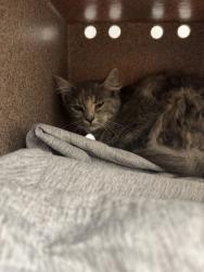 Shelter Stray Female Cat last seen Near Yellow Breeches Road, Sevier County ACO, TN, 1008 Old Knoxville Hwy, Sevierville, TN 37862, USA
