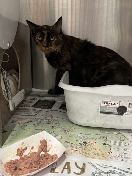 Shelter Stray Female Cat last seen Near Yellow Breeches Road, Sevier County ACO, TN, 1008 Old Knoxville Hwy, Sevierville, TN 37862, USA