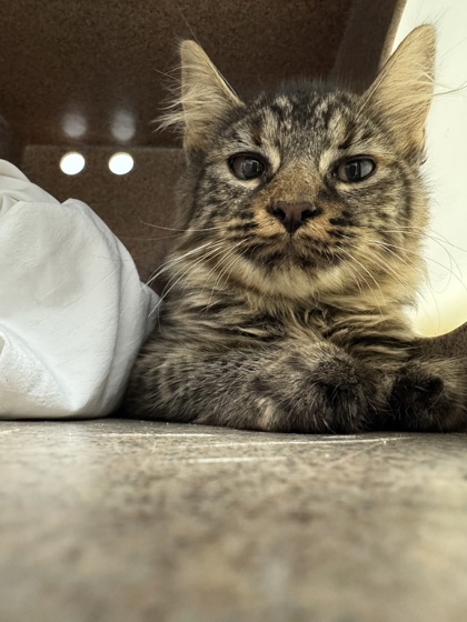 Shelter Stray Female Cat last seen Near Yellow Breeches Road, Sevier County ACO, TN, 1008 Old Knoxville Hwy, Sevierville, TN 37862, USA
