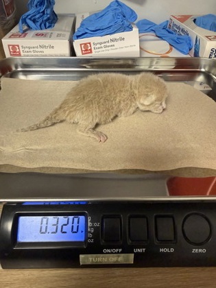 Shelter Stray Male Cat last seen Cedar and Manning, Fresno Zone Fresno CO 1A 93725, CA, 1510 W Dan Ronquillo Dr, Fresno, CA 93706, USA