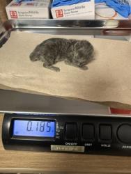 Shelter Stray Female Cat last seen Cedar and Manning, Fresno Zone Fresno CO 1A 93725, CA, 1510 W Dan Ronquillo Dr, Fresno, CA 93706, USA