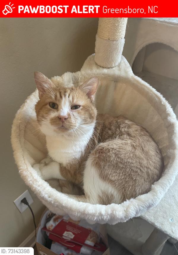 Lost Male Cat last seen Bass chapel road, Greensboro, NC 27455