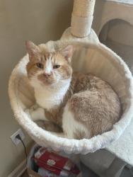 Lost Male Cat last seen Bass chapel road, Greensboro, NC 27455