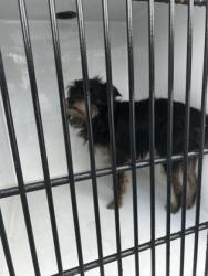Shelter Stray Male Dog last seen Near bell rd, Johns Creek, GA, 1251 Fulton Industrial Blvd NW, Atlanta, GA 30336, USA