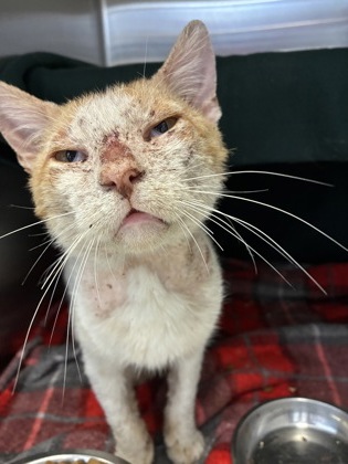 Shelter Stray Unknown Cat last seen Near Bristol Avenue, 64126, MO, 7077 Elmwood Ave, Kansas City, MO 64132, USA