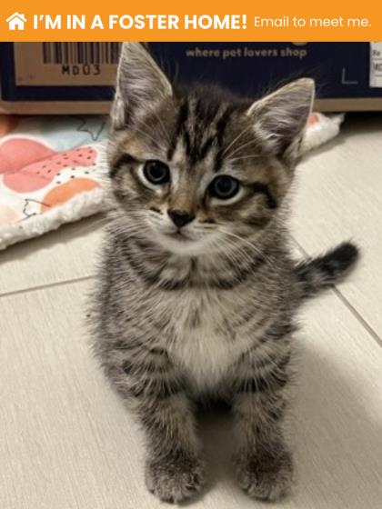 Shelter Stray Male Cat last seen Near Lasalle Ave Balt., MD 21206, 21206, MD, 301 Stockholm St, Baltimore, MD 21230, USA