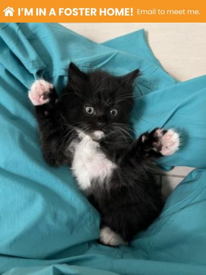 Shelter Stray Male Cat last seen Near Lasalle Ave Balt., MD 21206, 21206, MD, 301 Stockholm St, Baltimore, MD 21230, USA