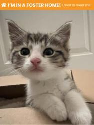 Shelter Stray Male Cat last seen Near Lasalle Ave Balt., MD 21206, 21206, MD, 301 Stockholm St, Baltimore, MD 21230, USA